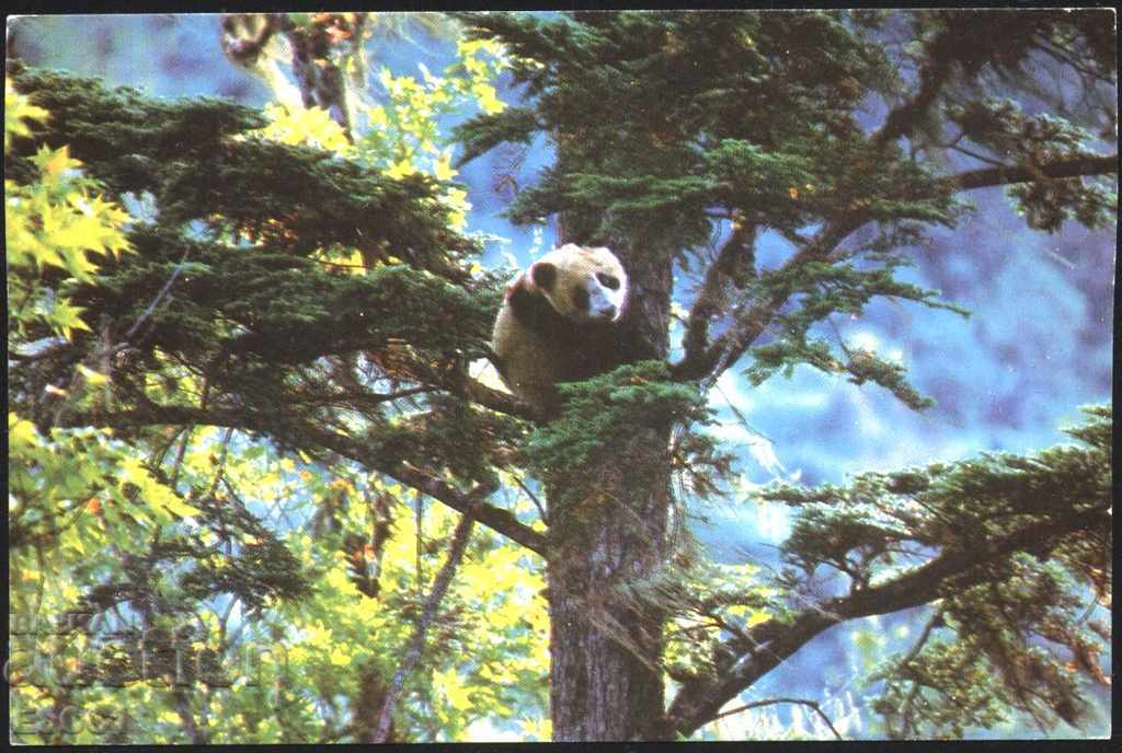 Cartea poștală Fauna Panda, Flora Copaci din China