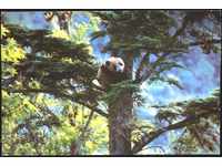 Cartea poștală Fauna Panda, Flora Copaci din China