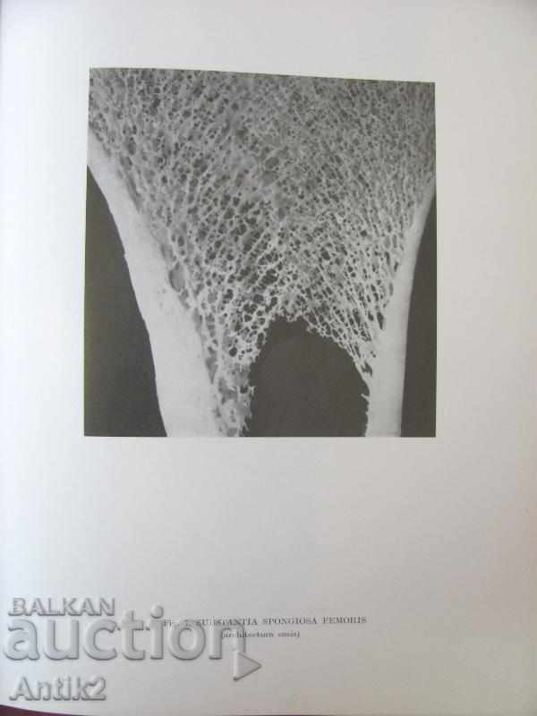 1971 Medical Book Anatomic Atlas Volume 1 - 5 1971 Medical Book Anatomic Atlas Volume 1 - 5