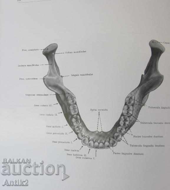 1971 Medical Book Anatomic Atlas Tom 2 nd - 6 1971 Medical Book Anatomic Atlas Tom 2 nd - 6