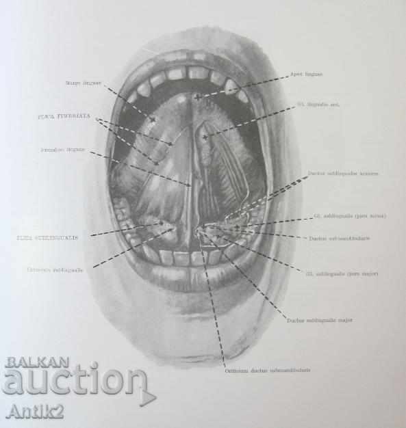 1971 Medical Book Anatomic Atlas Tom 2 nd - 7 1971 Medical Book Anatomic Atlas Tom 2 nd - 7