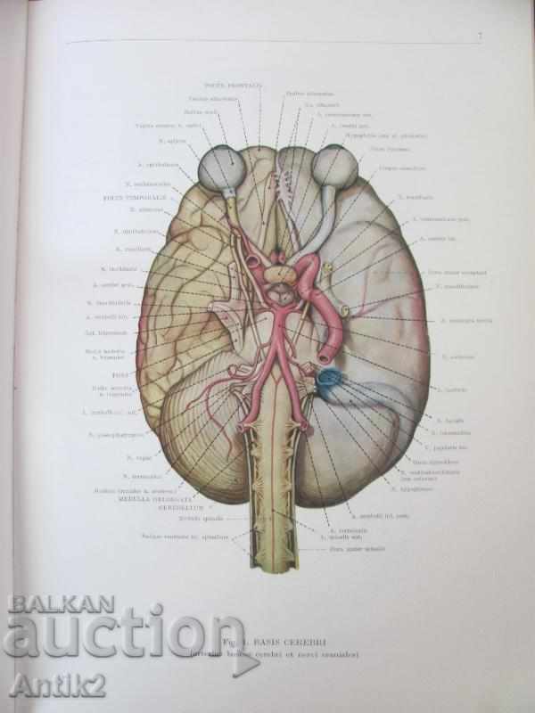Delivery of 1971 Medical Book Anatomic Atlas Volume 3 th Delivery of 1971 Medical Book Anatomic Atlas Volume 3 th