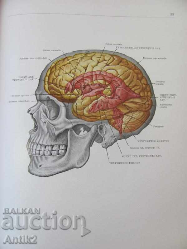 1971 Medical Book Anatomic Atlas Volume 3 th - 7 1971 Medical Book Anatomic Atlas Volume 3 th - 7