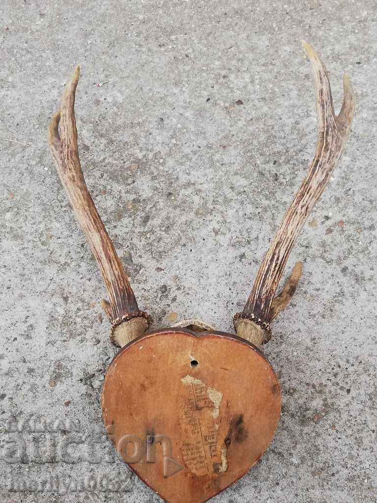 Câine de trofeu de vânătoare cu coarne de petrecere cu preț 59.00 BGN | € 30.17 Câine de trofeu de vânătoare cu coarne de petrecere cu preț 59.00 BGN | € 30.17