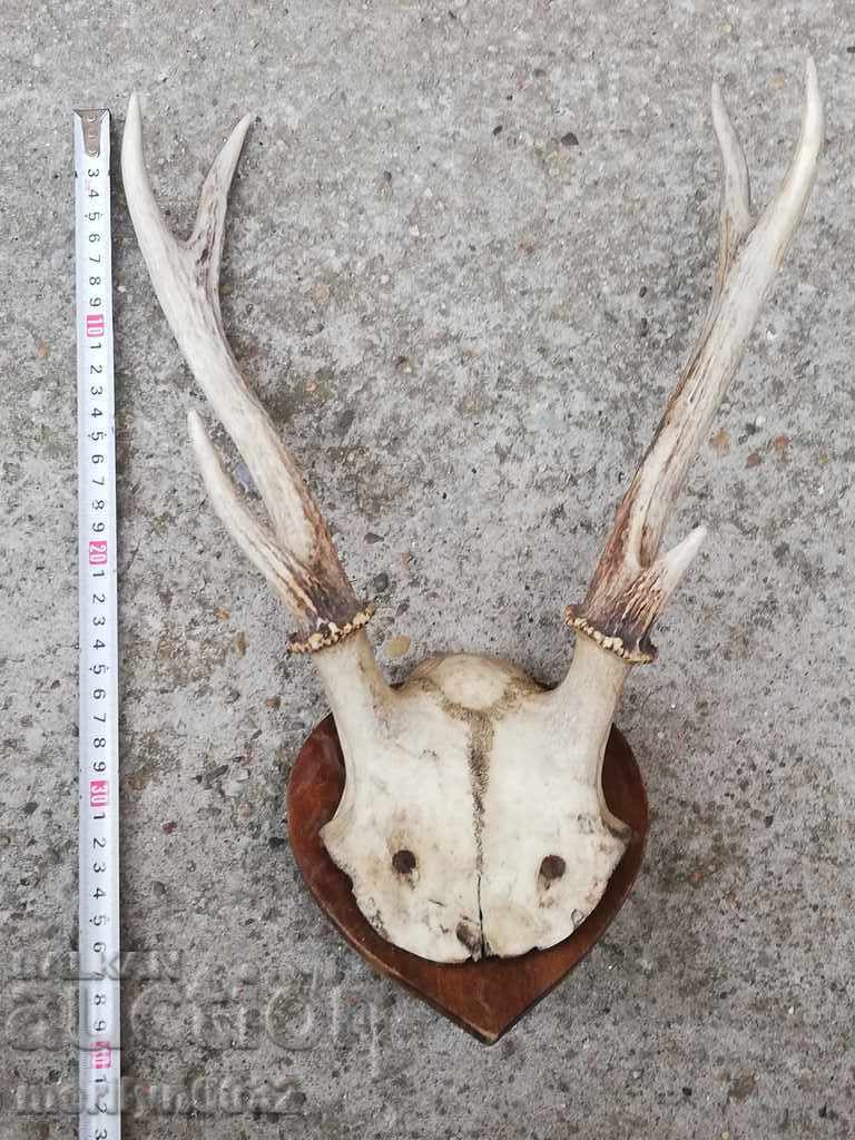 Licitație Câine de trofeu de vânătoare cu coarne de petrecere Licitație Câine de trofeu de vânătoare cu coarne de petrecere