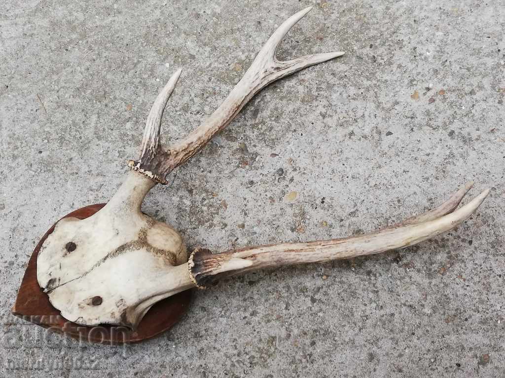 Livrarea Câine de trofeu de vânătoare cu coarne de petrecere Livrarea Câine de trofeu de vânătoare cu coarne de petrecere