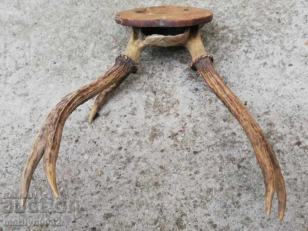 Câine de trofeu de vânătoare cu coarne de petrecere - 5 Câine de trofeu de vânătoare cu coarne de petrecere - 5