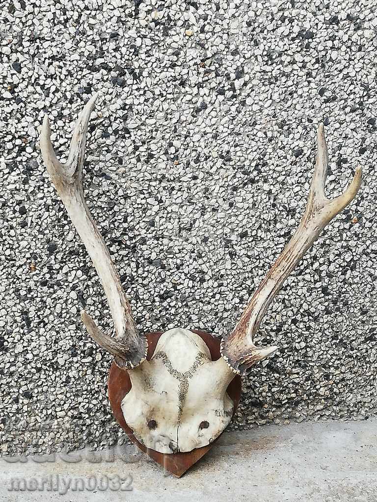 Câine de trofeu de vânătoare cu coarne de petrecere - 6 Câine de trofeu de vânătoare cu coarne de petrecere - 6