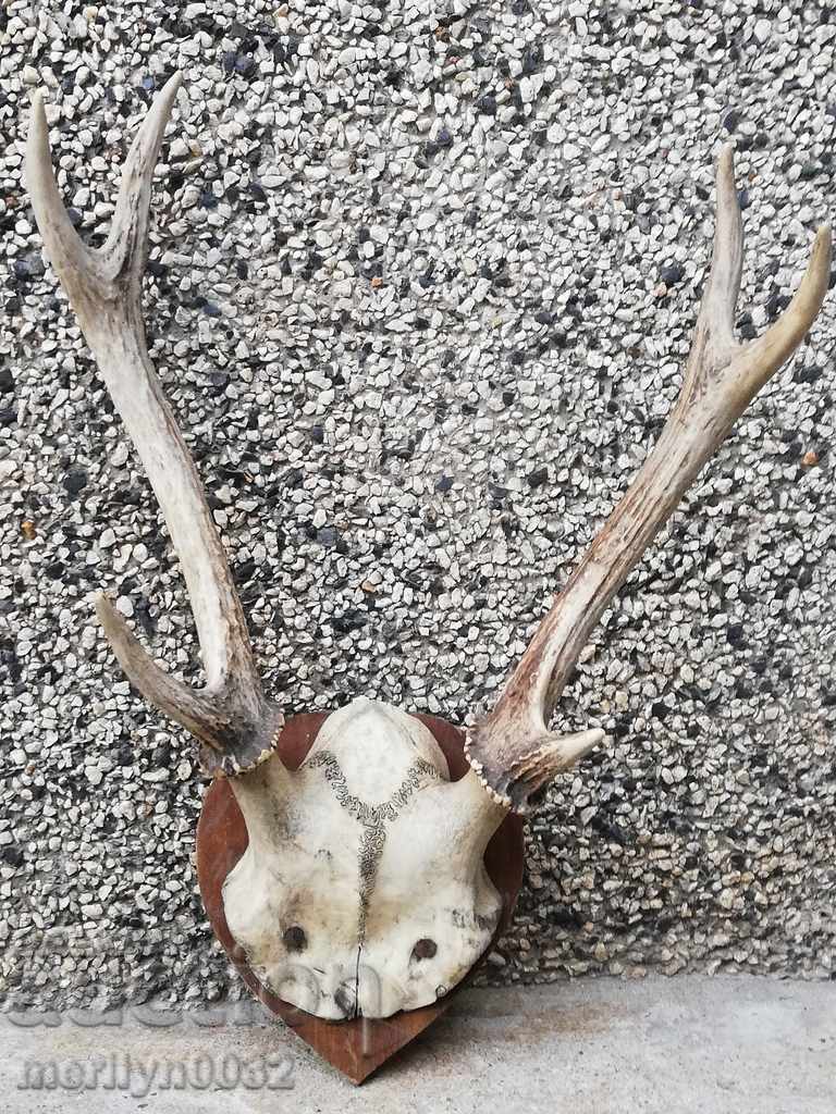 Hunting trophy skull with horns of a party