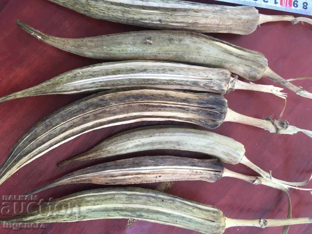 Auction DECORATION-DRIED HUGE IKEBAN BOOM AT LEAST 10G Auction DECORATION-DRIED HUGE IKEBAN BOOM AT LEAST 10G