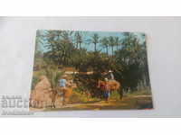 Καρτ ποστάλ Gabes Les Oasis