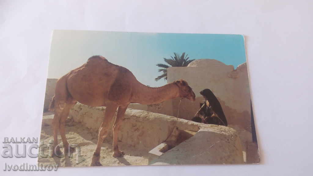 Postcard Djerba Scene Typique