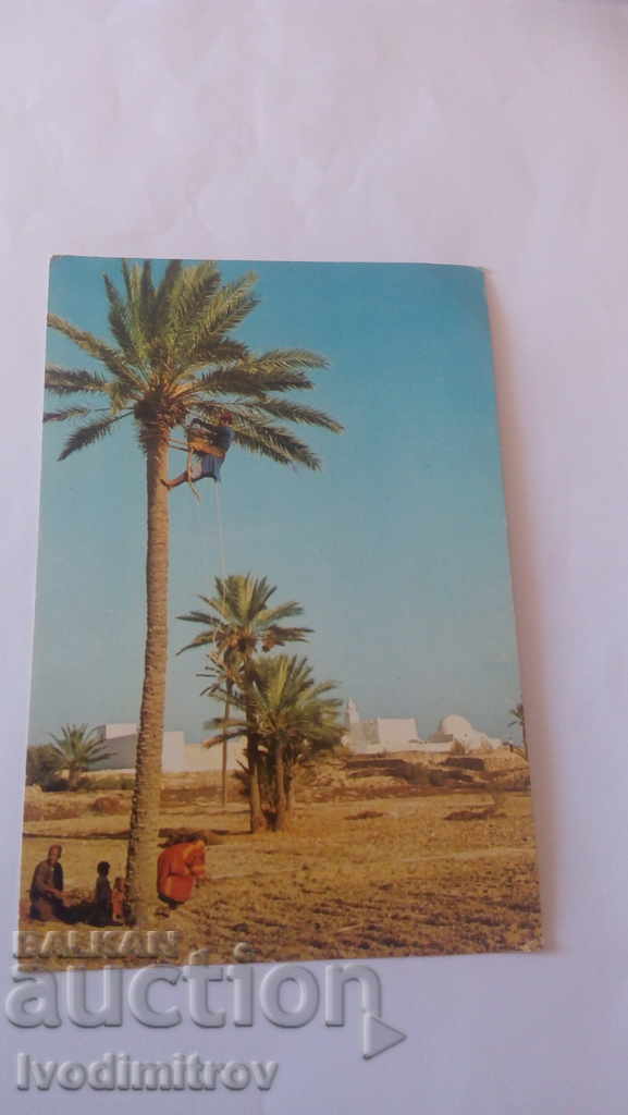 Пощенска картичка Djerba Dates Collecting