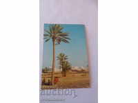 Пощенска картичка Djerba Dates Collecting