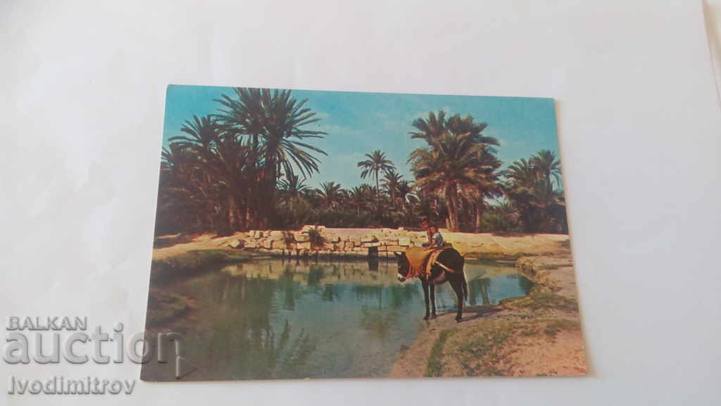 Пощенска картичка Sud Tunisien Les Oasis