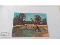 Carte poștală Sud Tunisien Les Oasis