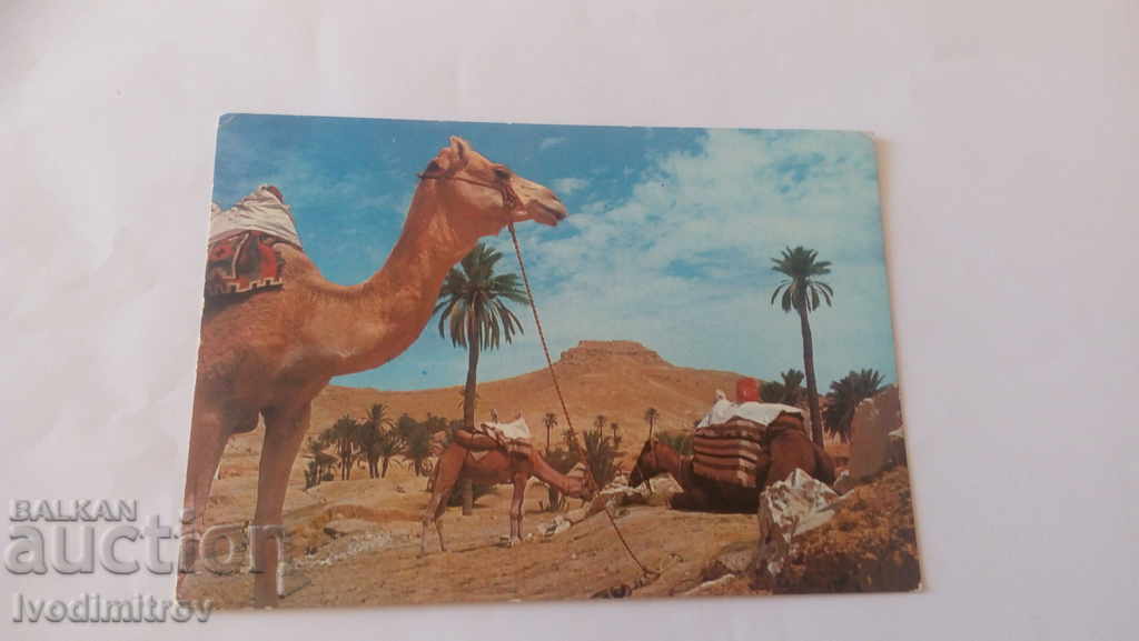 Postcard Sud Tunisien Une Caravane au Repos