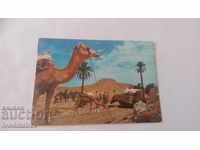 Пощенска картичка Sud Tunisien Une Caravane au Repos