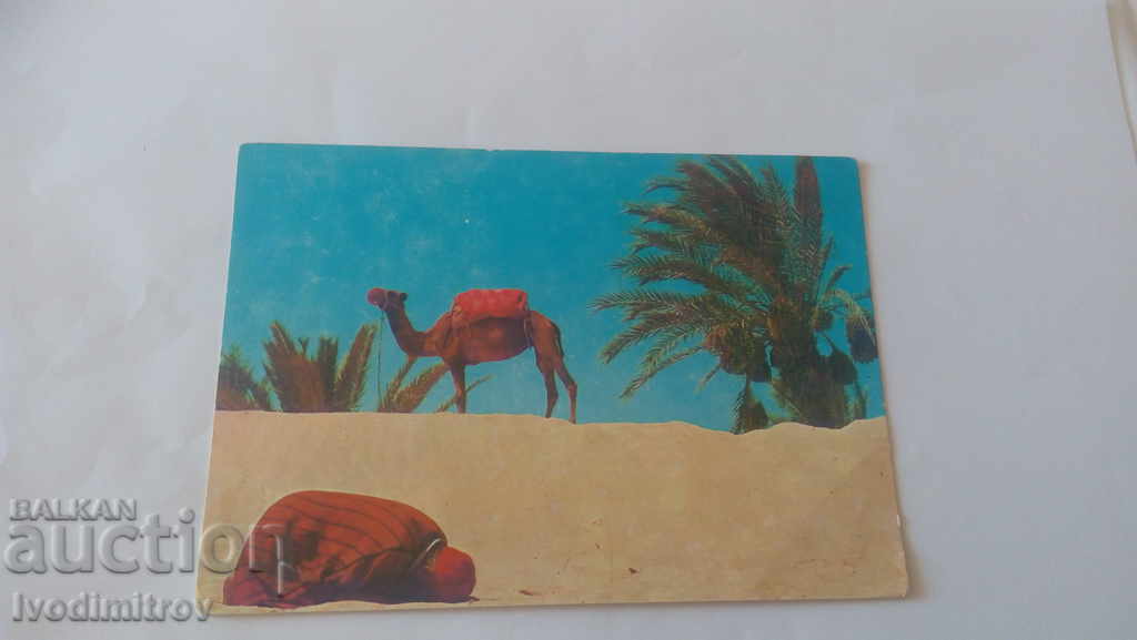 Postcard Tunisie Un Chamelier Faisant la Priere