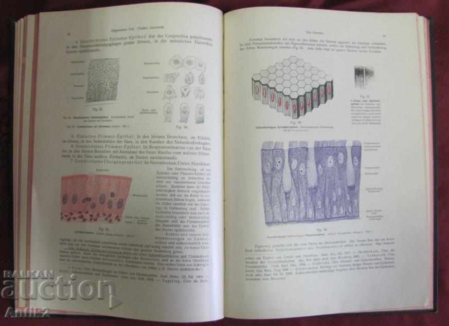 Auction 1908 Medical Book-Anatomy Germany Auction 1908 Medical Book-Anatomy Germany