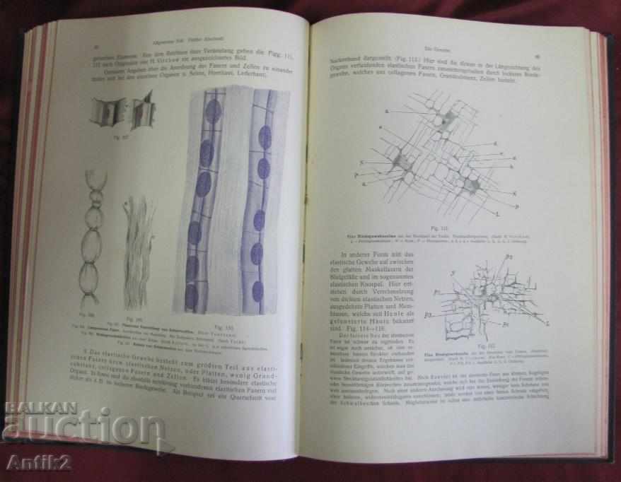 Delivery of 1908 Medical Book-Anatomy Germany Delivery of 1908 Medical Book-Anatomy Germany