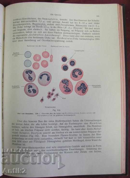 1908 Medical Book-Anatomy Germany - 5 1908 Medical Book-Anatomy Germany - 5