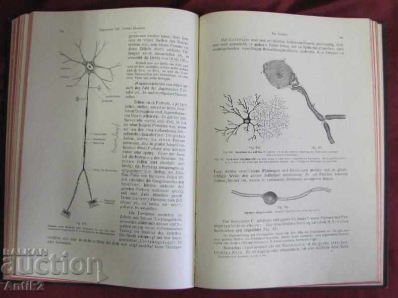 1908 Medical Book-Anatomy Germany - 6 1908 Medical Book-Anatomy Germany - 6