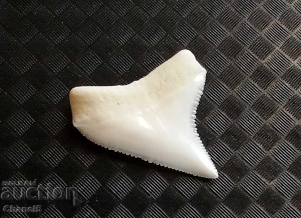 Shark Mako Tooth - UPPER (22) with price 9.90 BGN | € 5.06 Shark Mako Tooth - UPPER (22) with price 9.90 BGN | € 5.06