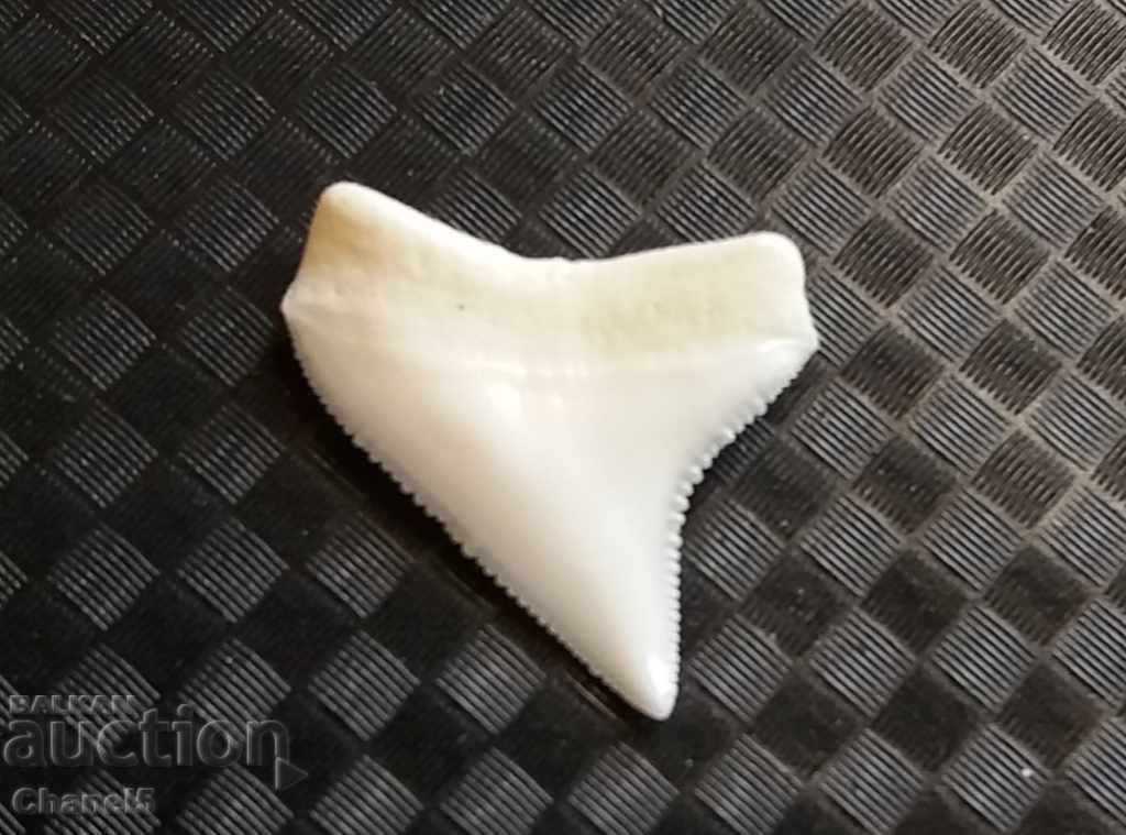 Auction Shark Mako Tooth - UPPER (22) Auction Shark Mako Tooth - UPPER (22)