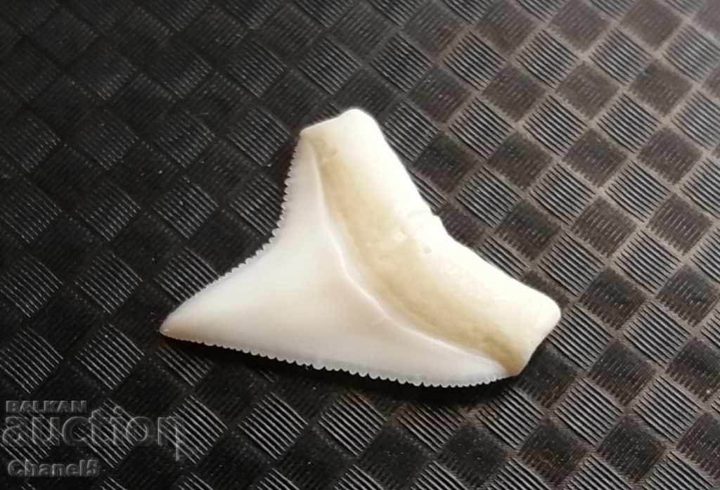 Shark Mako Tooth - UPPER (22)
