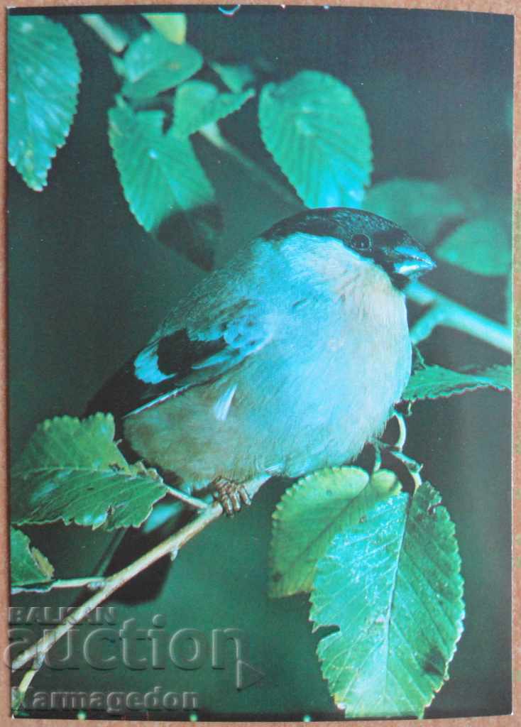 Καρτ ποστάλ - πουλί με κόκκινα αυτιά