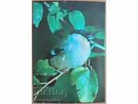 Пощенска картичка - Птица червенушка