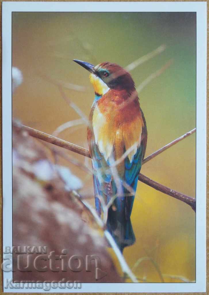 Картичка - Птица, Португалия