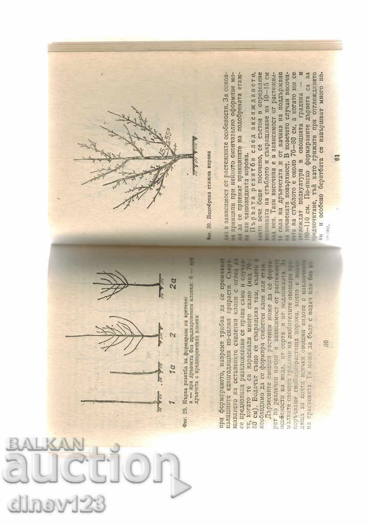 LEGUMELE PE FRUCTE MICI - MICAELI TOTI - 5