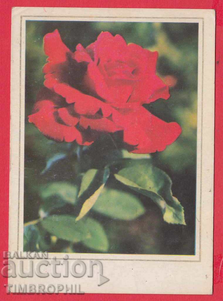 248193 / MEZDRA UNION - CONGRATULATION FOR MARCH 8 with price 2.00 BGN | € 1.02 248193 / MEZDRA UNION - CONGRATULATION FOR MARCH 8 with price 2.00 BGN | € 1.02