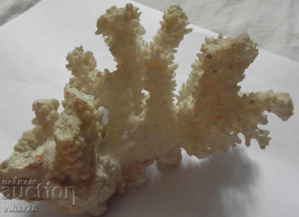 coral marine natural with price 39.99 BGN | € 20.45