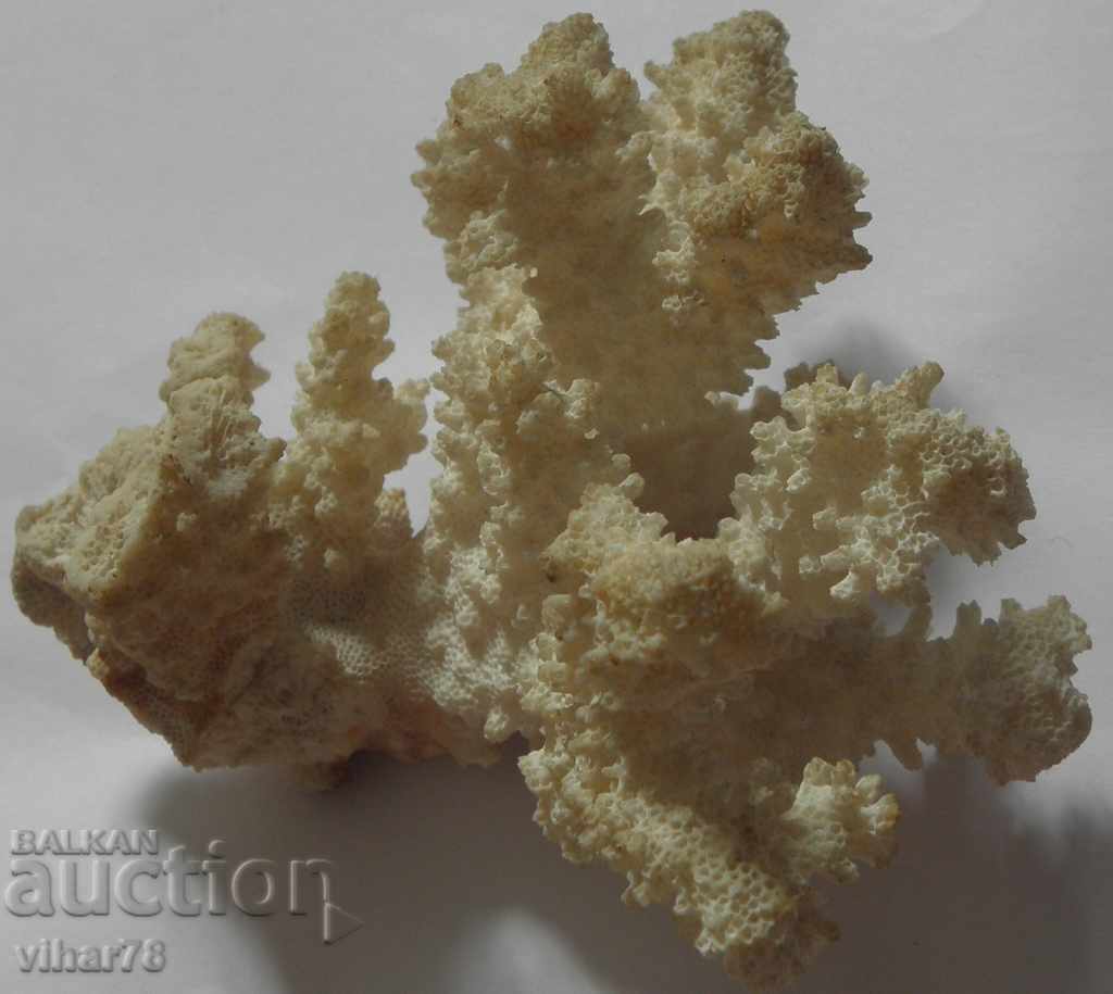 Delivery of coral marine natural