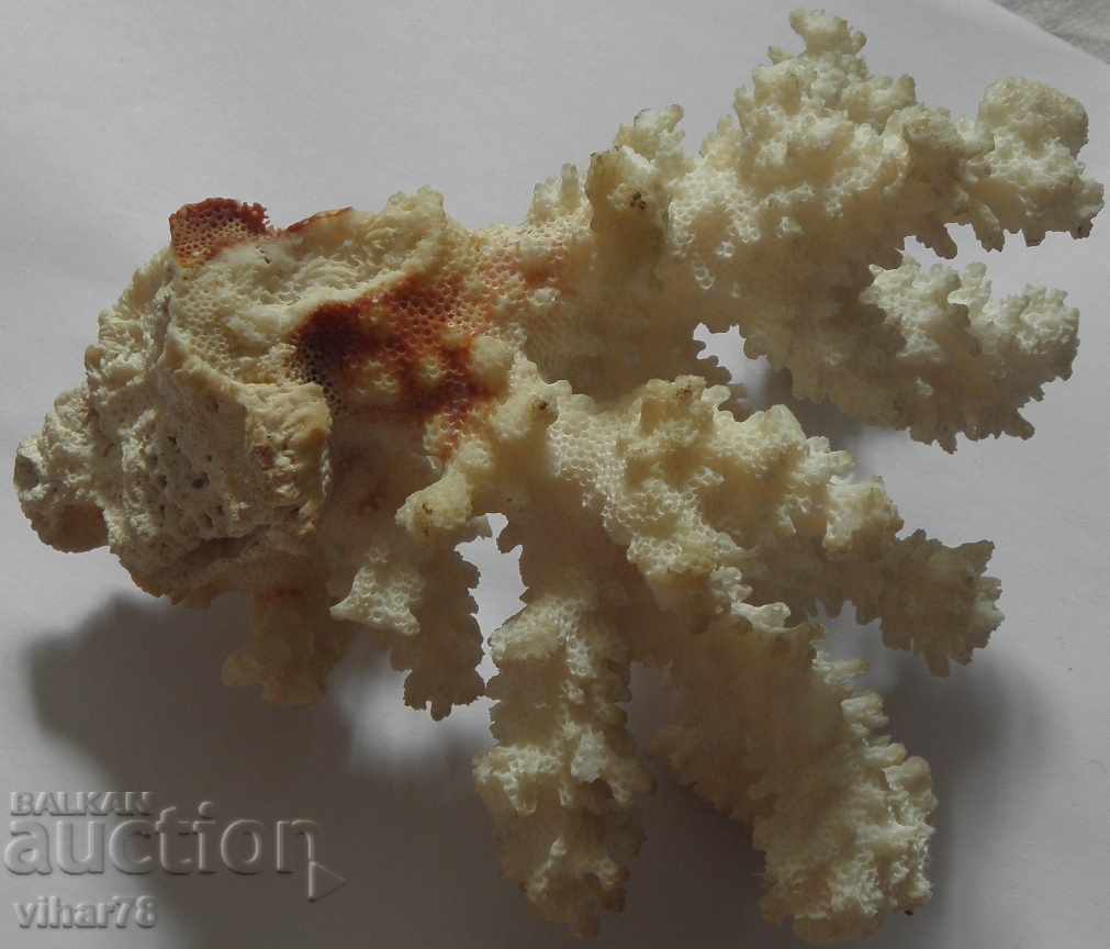 корал естествен морски