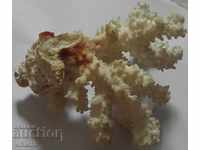 корал естествен морски