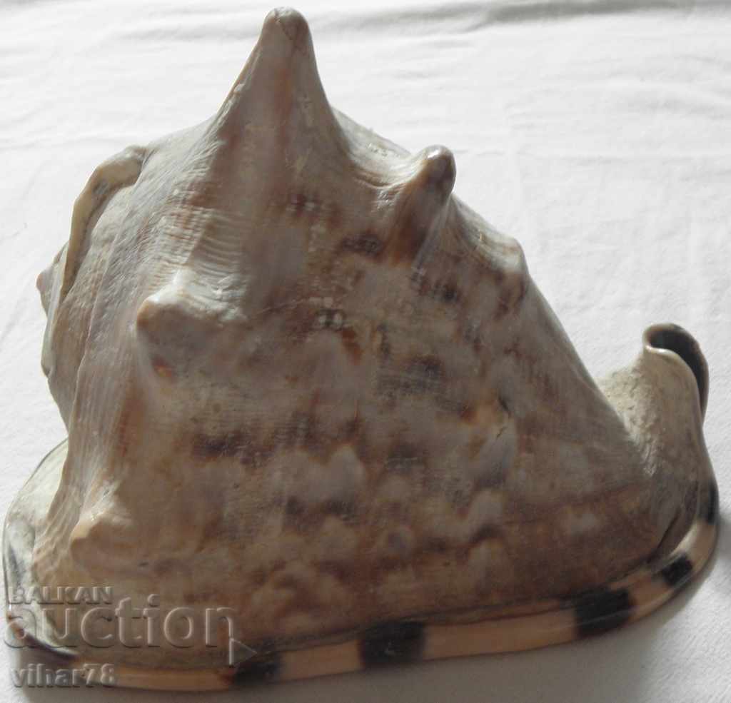 Auction Large conch shell Auction Large conch shell