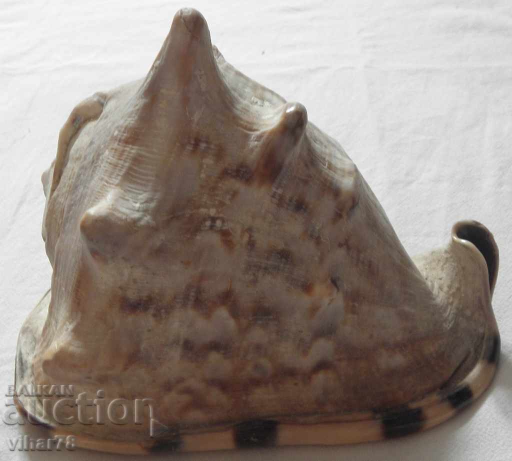 Big rap - 5 Big rap - 5