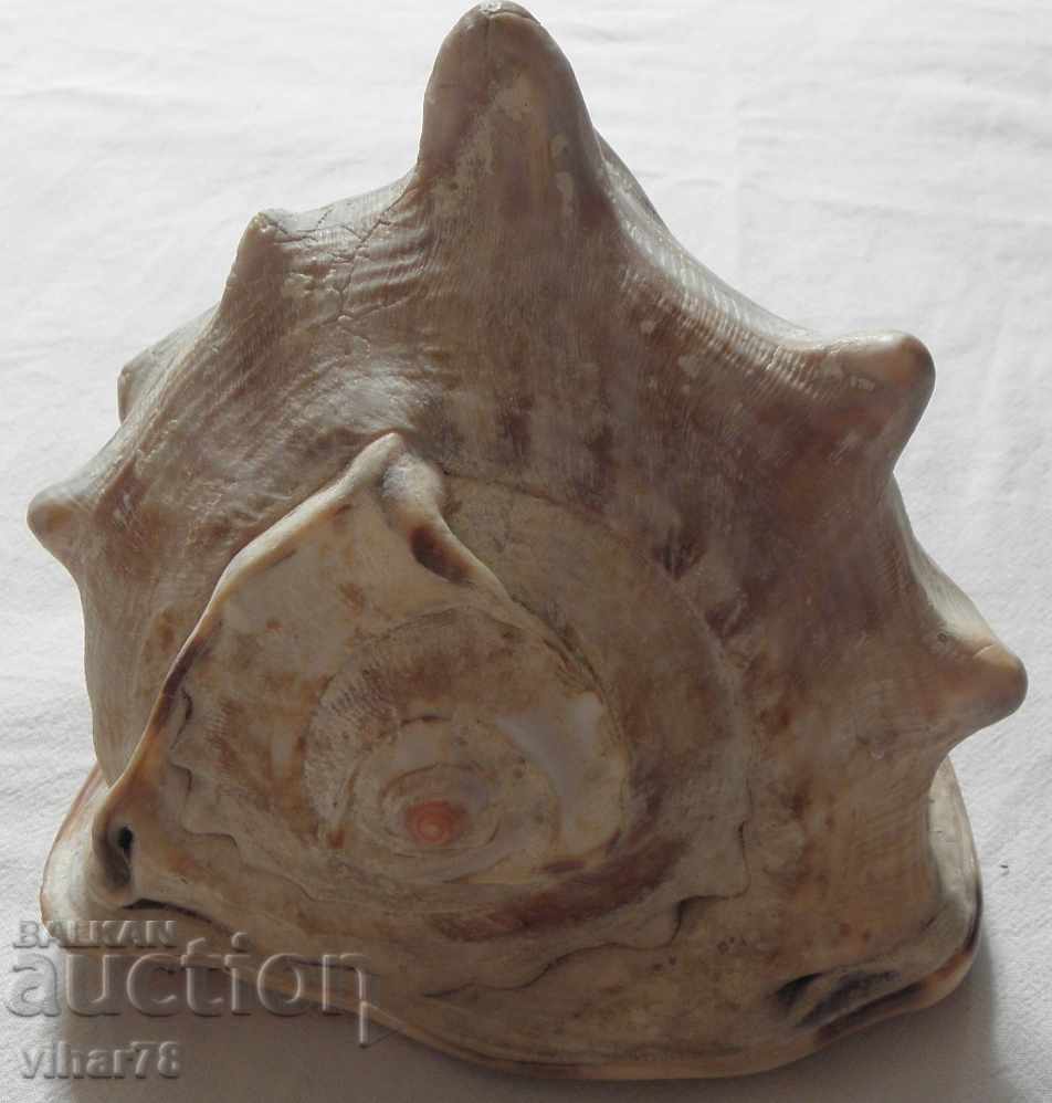 Big rap - 6 Big rap - 6