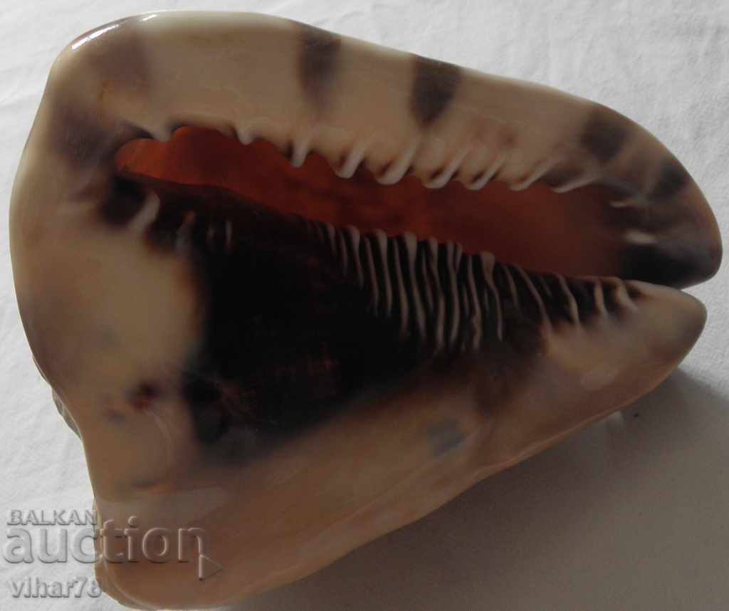 Big rap - 7 Big rap - 7