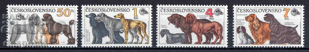 1990. Cehoslovacia. Salonul internațional de câini, Brno.