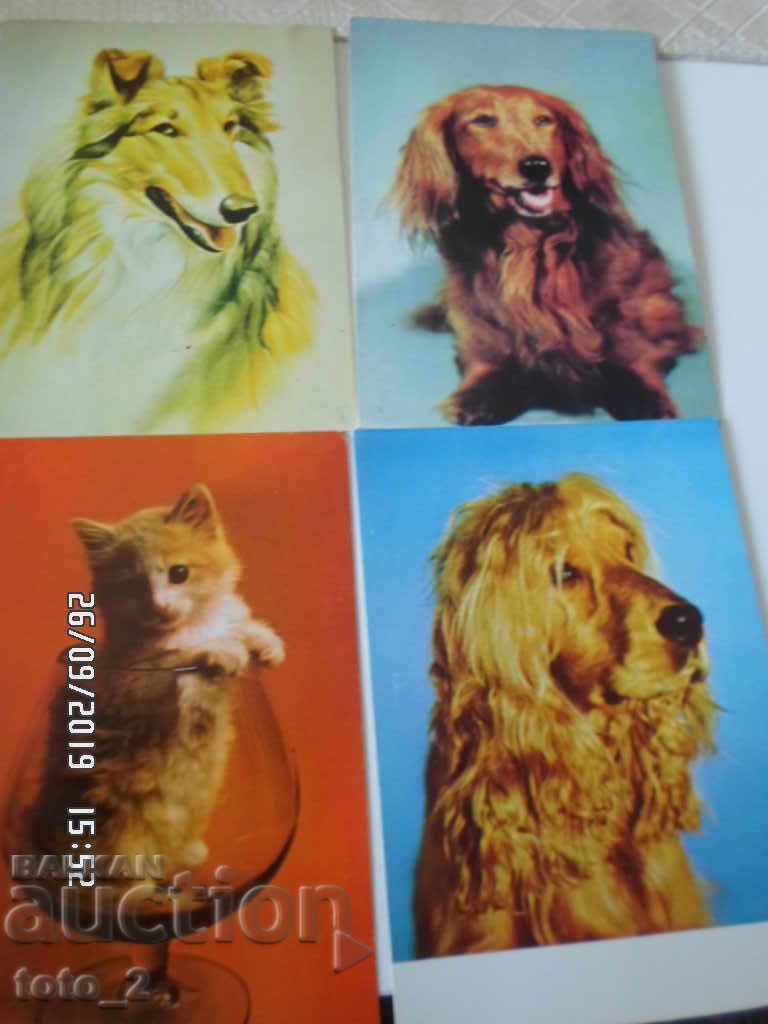 LOT OF 4 PUPPIES AND KITS CARDS