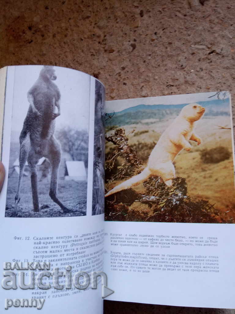 Auction Four-legged Australians - Bernhard Gzimek Auction Four-legged Australians - Bernhard Gzimek