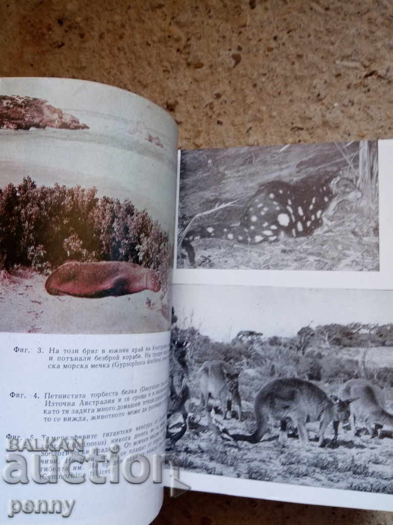 Delivery of Four-legged Australians - Bernhard Grzimek