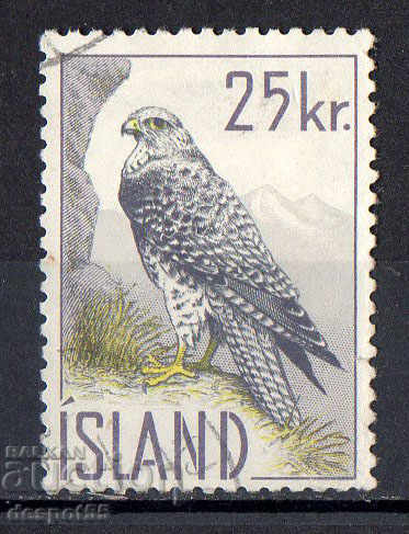 1960. Iceland. The Icelandic falcon.