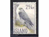 1960. Iceland. The Icelandic falcon.