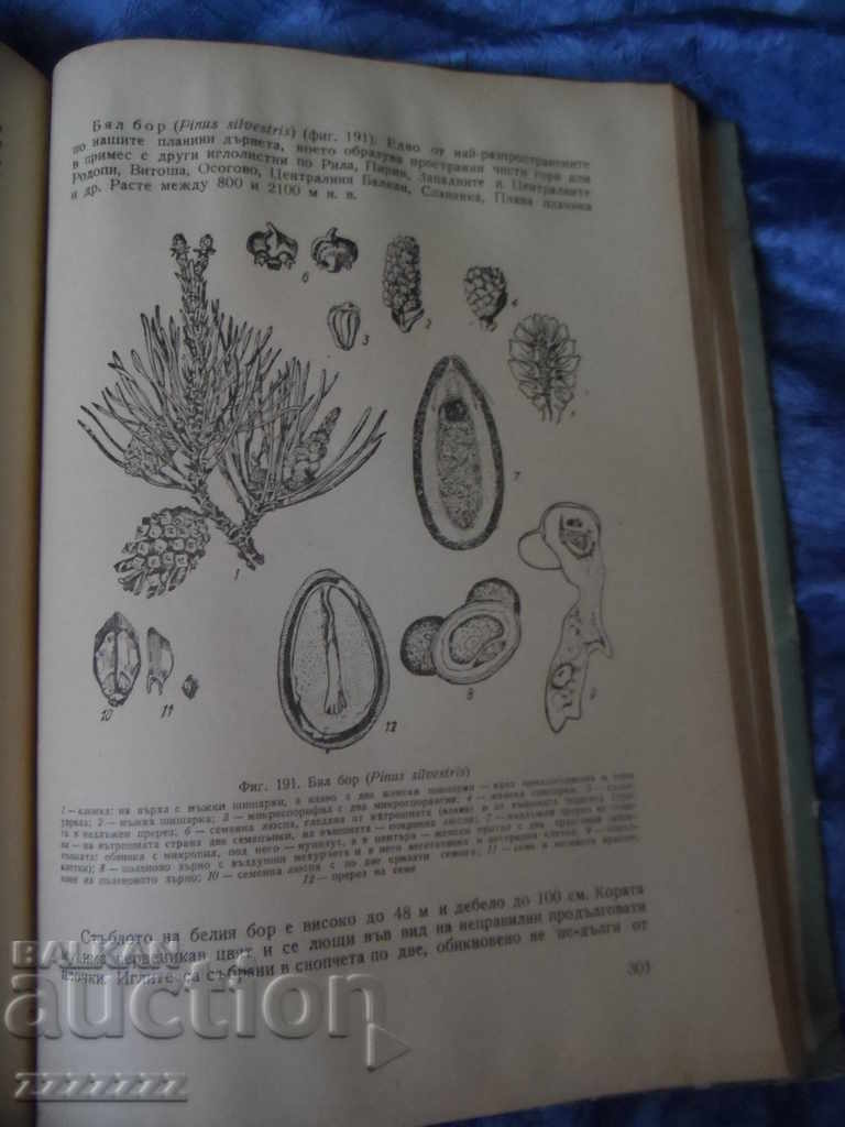 Cartea BOTANĂ - Boris Kitanov 1962 - 7